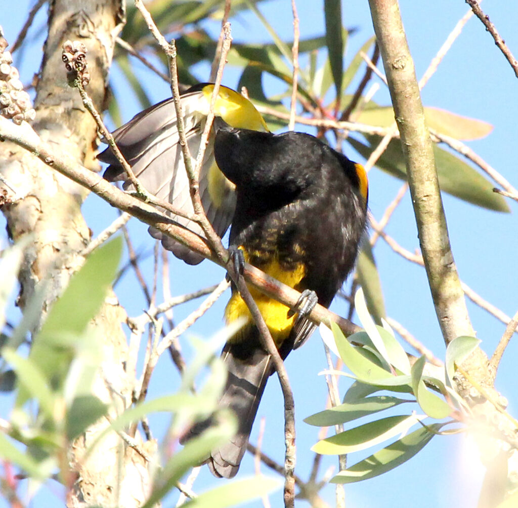 Oriole de Porto Rico