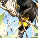 Oriole de Porto Rico