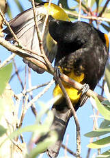 Oriole de Porto Rico