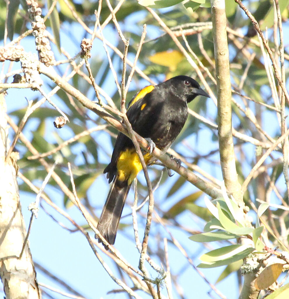 Oriole de Porto Ricoadulte