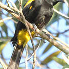 Oriole de Porto Rico