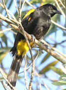 Puerto Rican Oriole