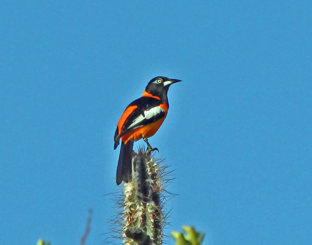 Venezuelan Troupial