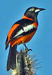 Oriole troupiale