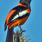 Oriole troupiale