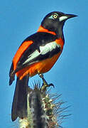 Venezuelan Troupial