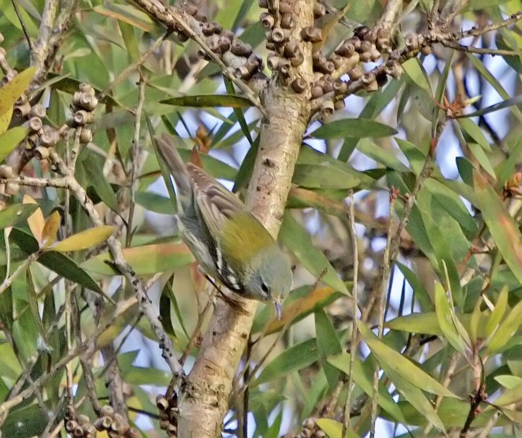 Northern Parula