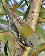 Northern Parula