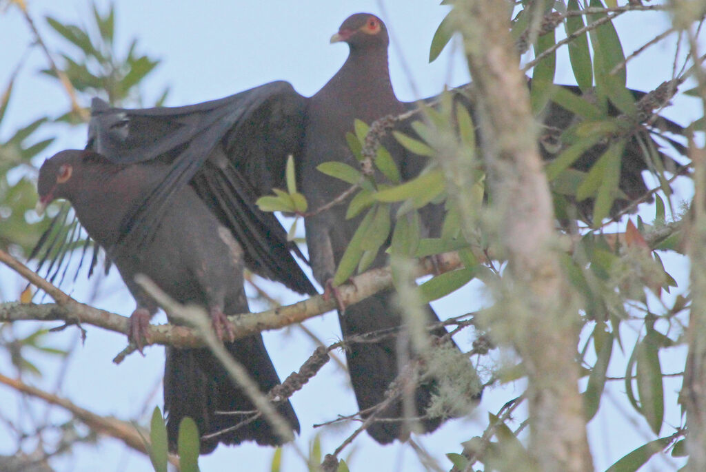 Pigeon à cou rouge