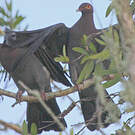 Pigeon à cou rouge