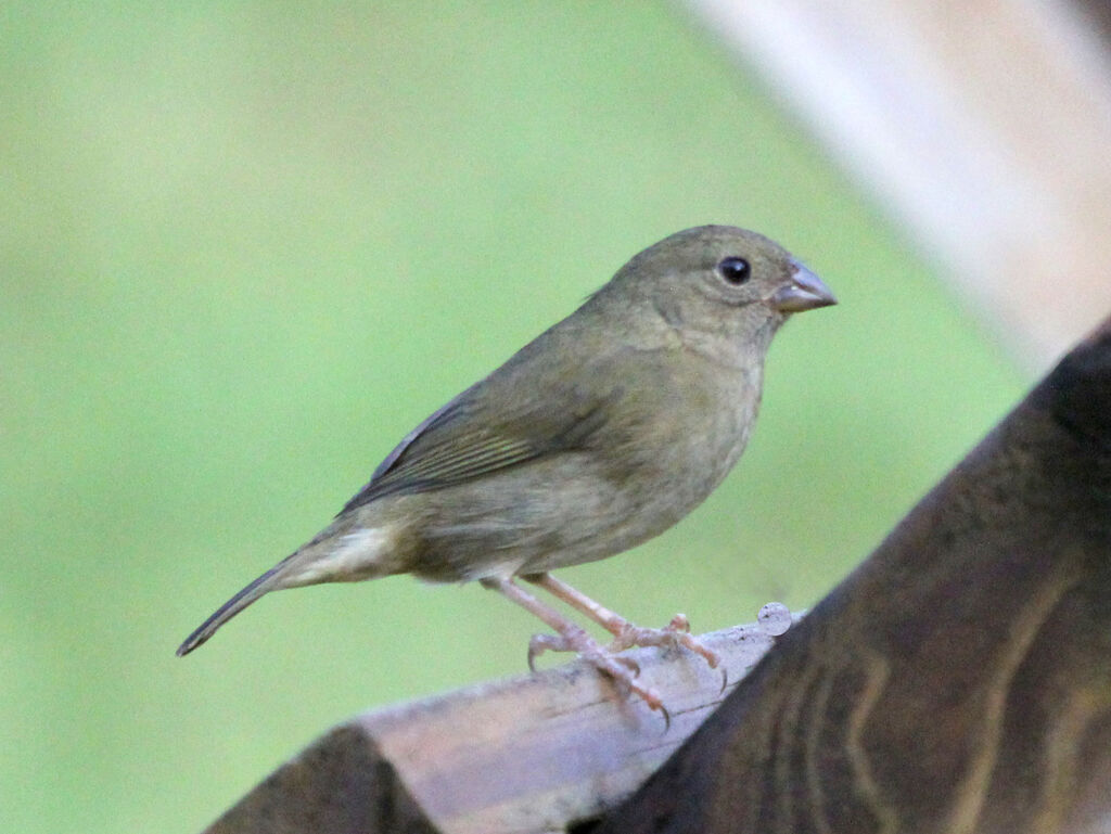 Black-faced Grassquit female adult