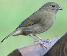 Black-faced Grassquit