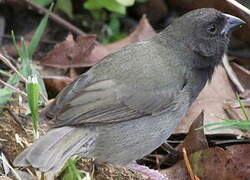 Black-faced Grassquit