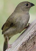 Black-faced Grassquit