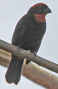 Puerto Rican Bullfinch