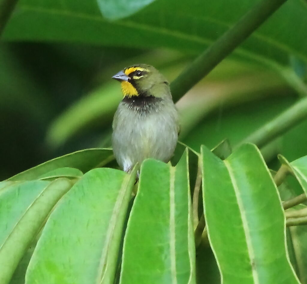 Yellow-faced Grassquit male adult