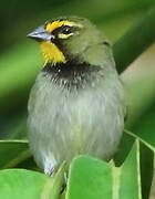 Yellow-faced Grassquit