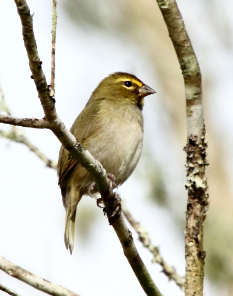 Yellow-faced Grassquit