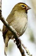 Yellow-faced Grassquit