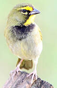 Yellow-faced Grassquit