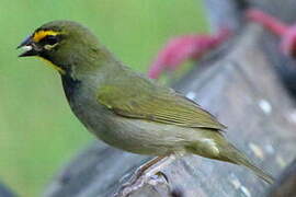 Yellow-faced Grassquit