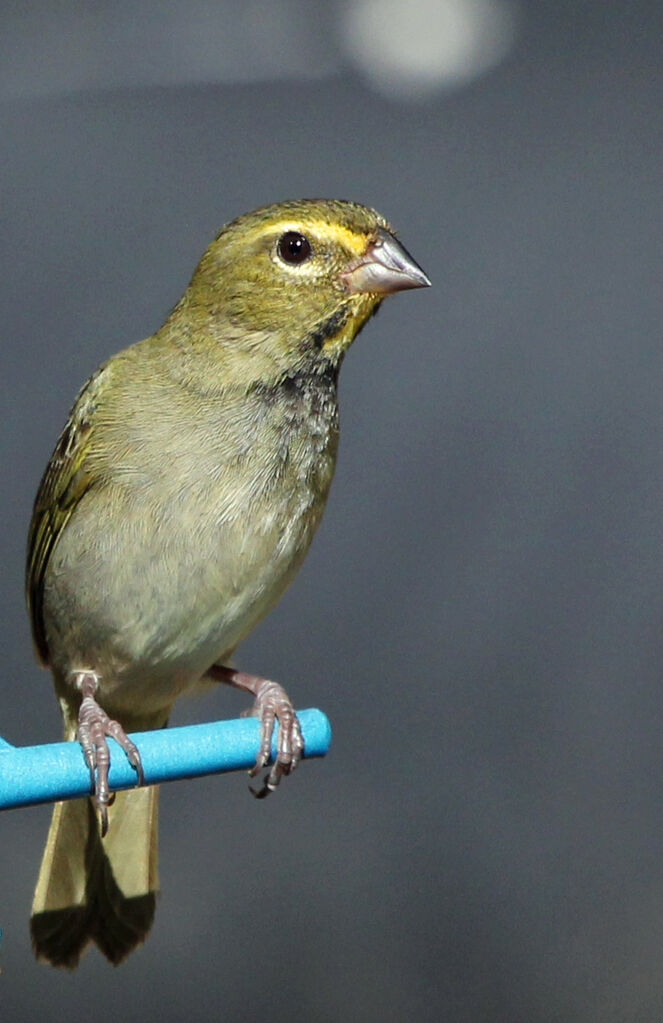 Yellow-faced Grassquit female adult