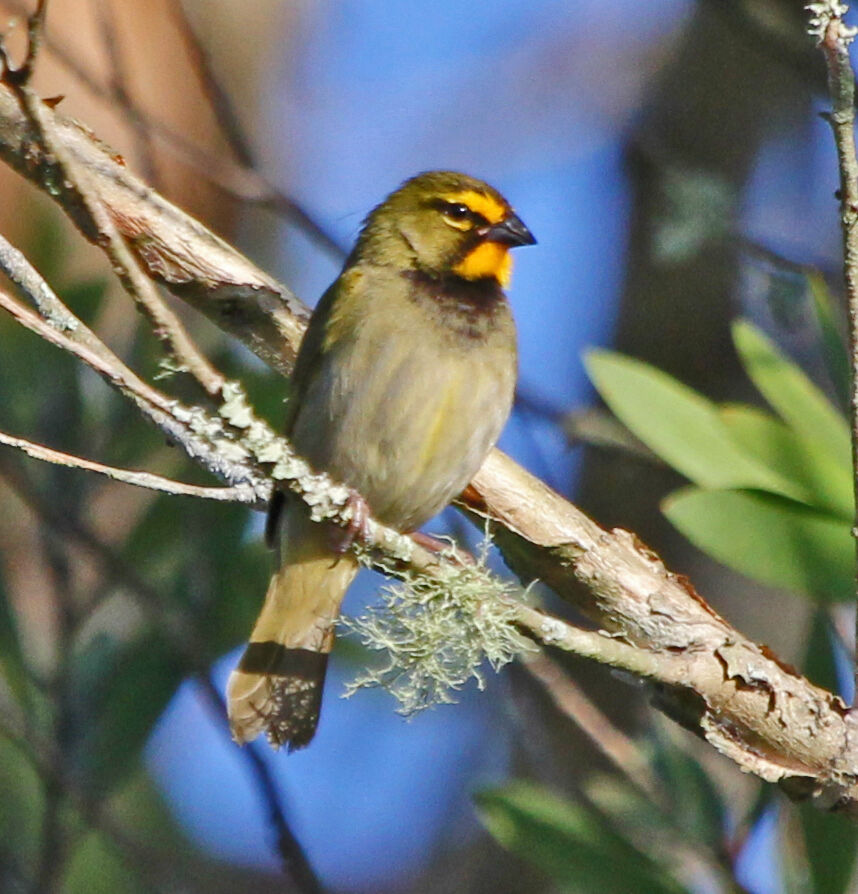 Yellow-faced Grassquit male adult