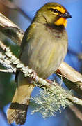 Yellow-faced Grassquit