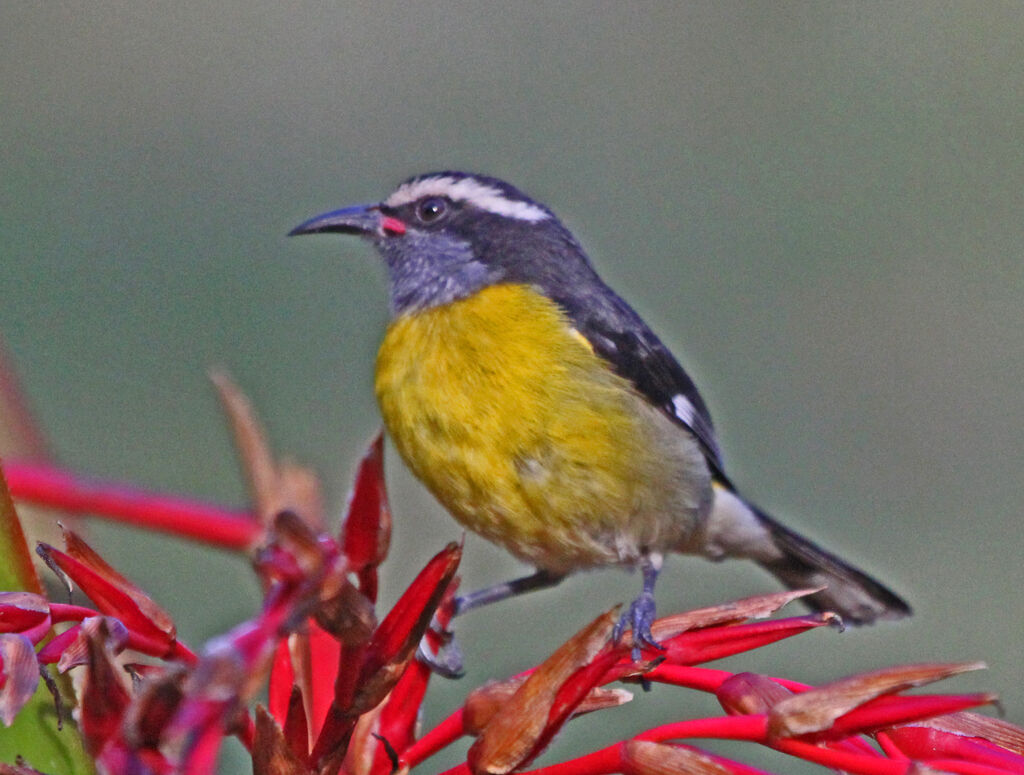 Bananaquit