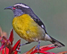 Bananaquit