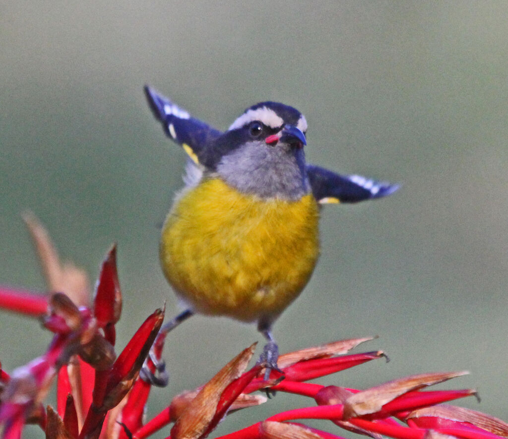 Bananaquit