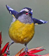 Bananaquit