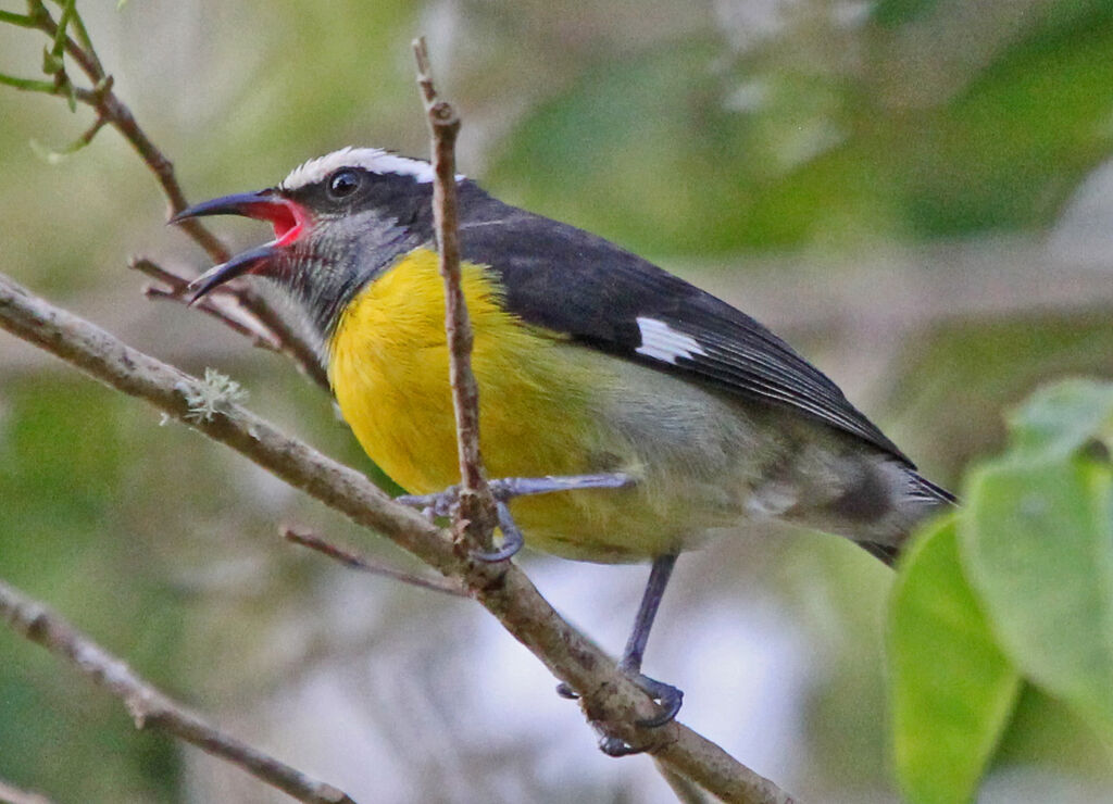 Bananaquit