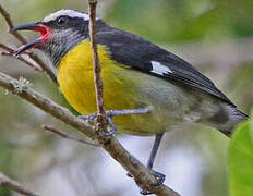 Bananaquit