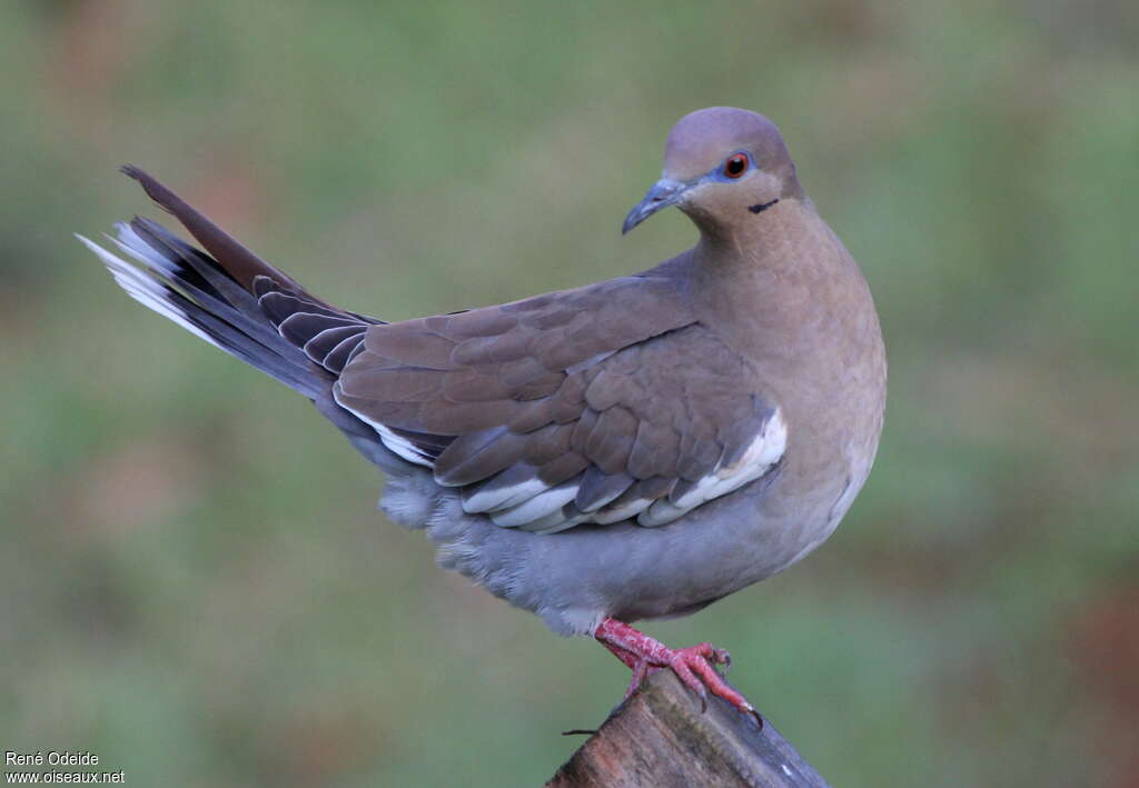 White-winged Doveadult