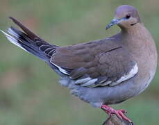 White-winged Dove