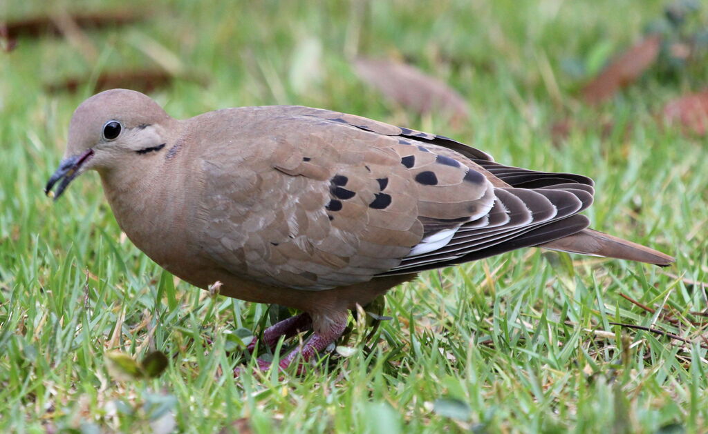 Zenaida Dove female adult