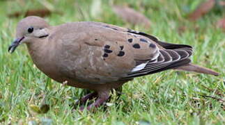 Zenaida Dove