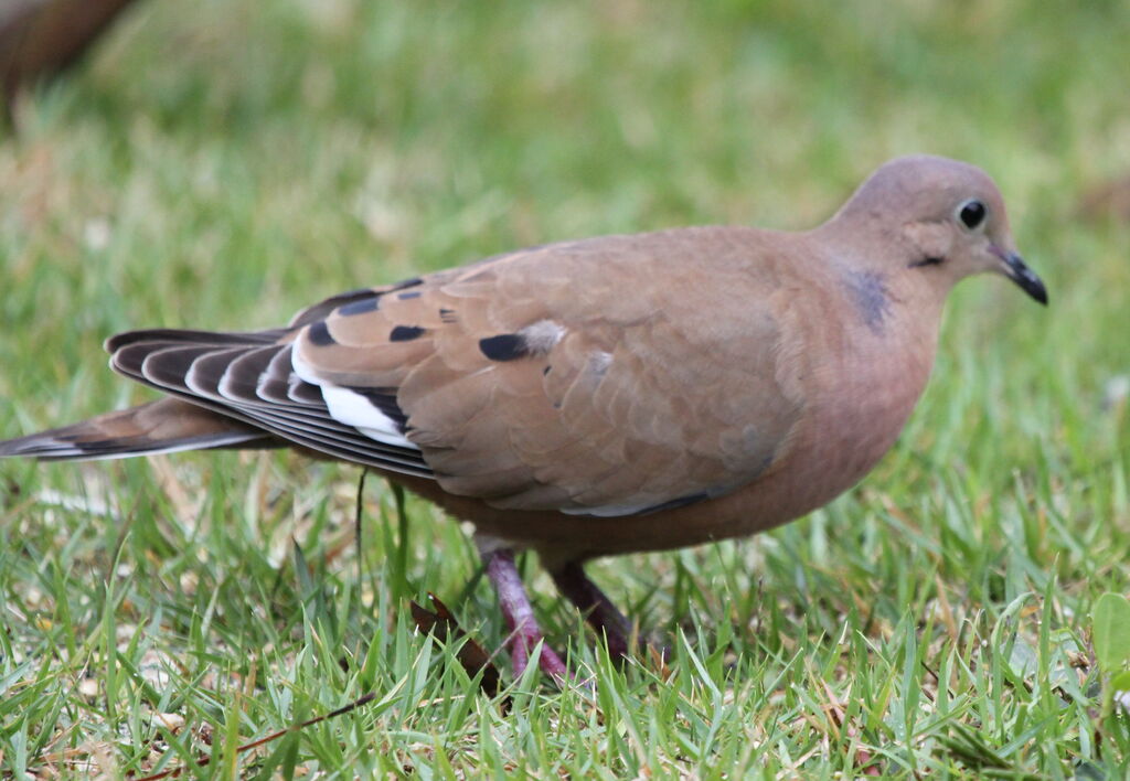 Zenaida Dove male adult