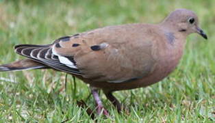 Zenaida Dove