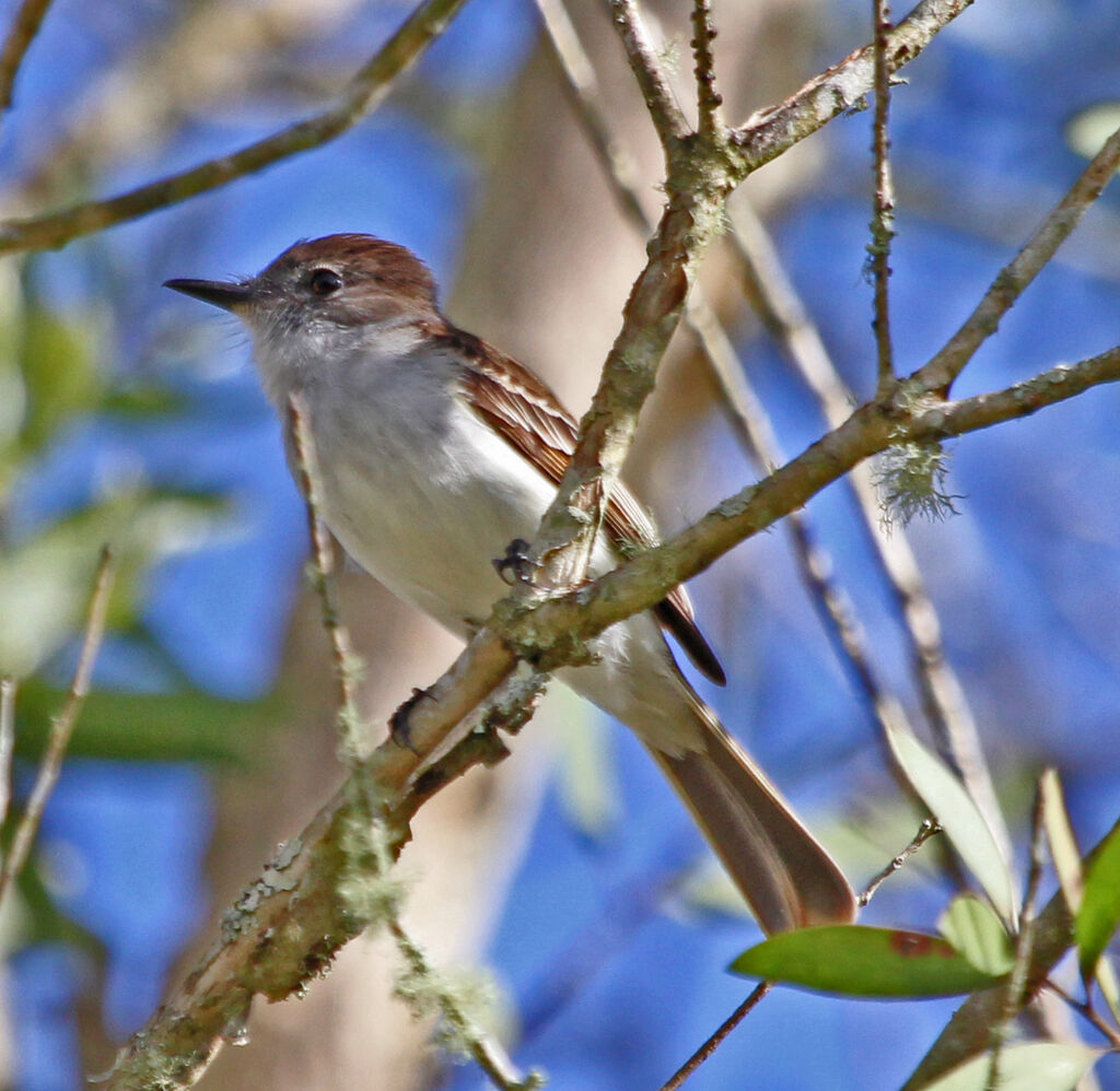 Puerto Rican Flycatcher