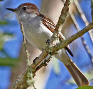 Puerto Rican Flycatcher