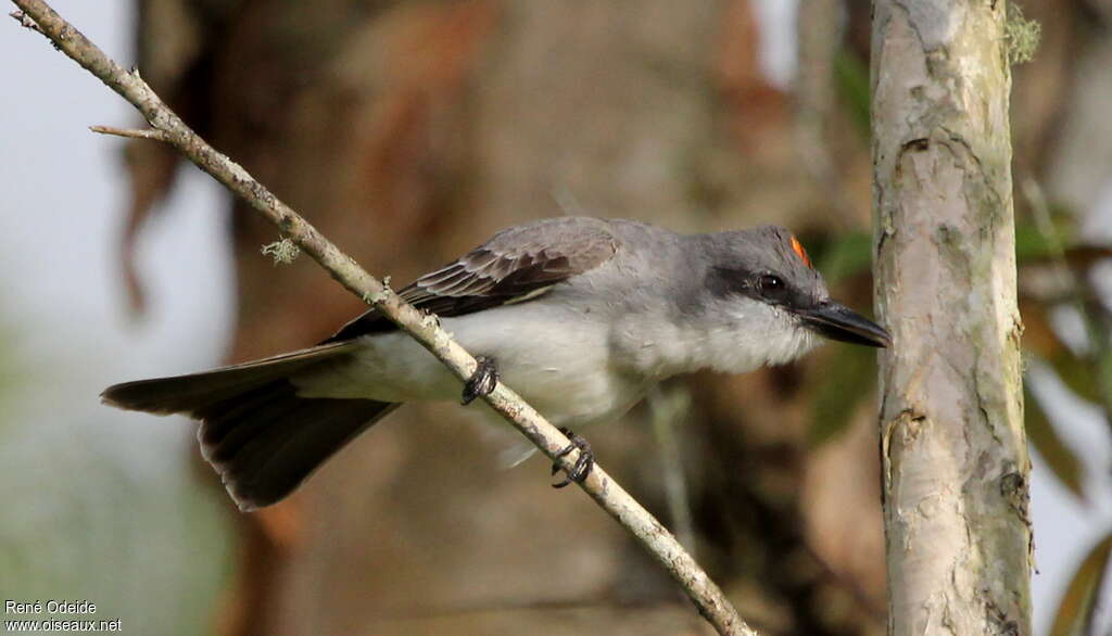 Grey Kingbirdadult, close-up portrait