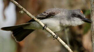 Grey Kingbird