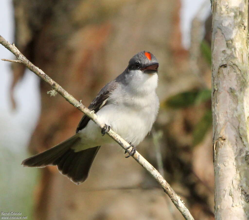 Grey Kingbirdadult, close-up portrait