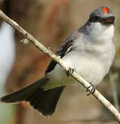 Grey Kingbird