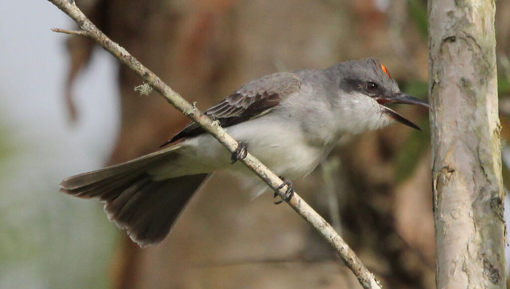 Grey Kingbirdadult, identification, aspect, Behaviour