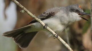 Grey Kingbird