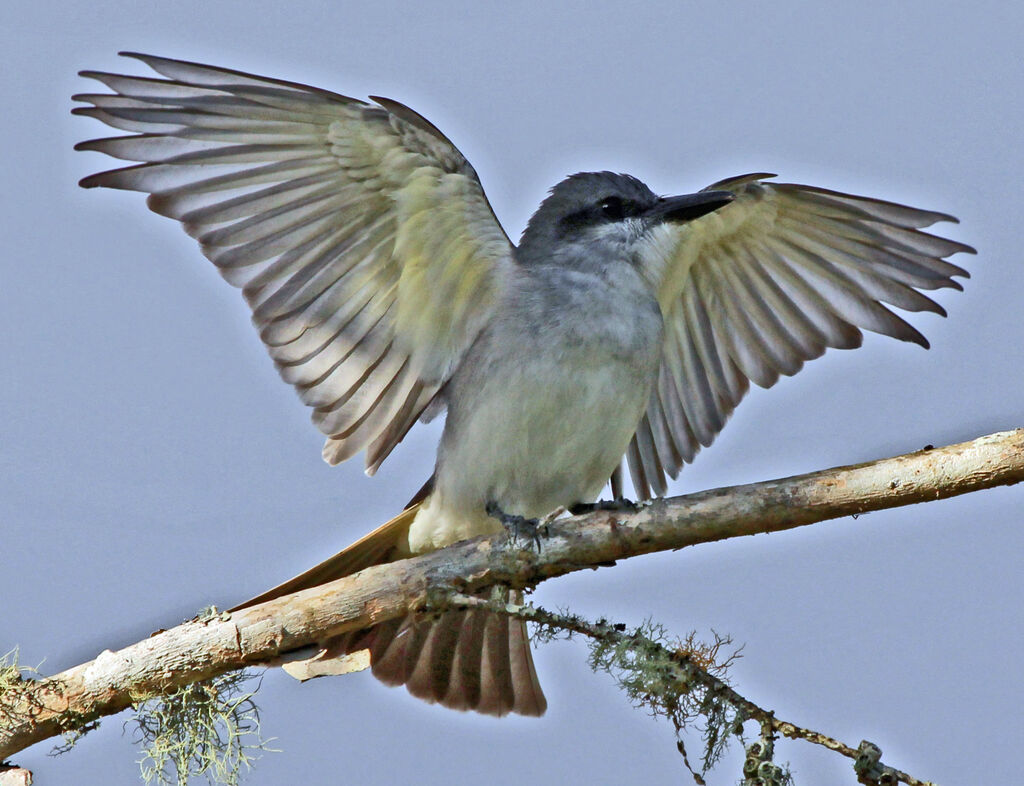 Grey Kingbirdadult