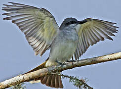 Grey Kingbird